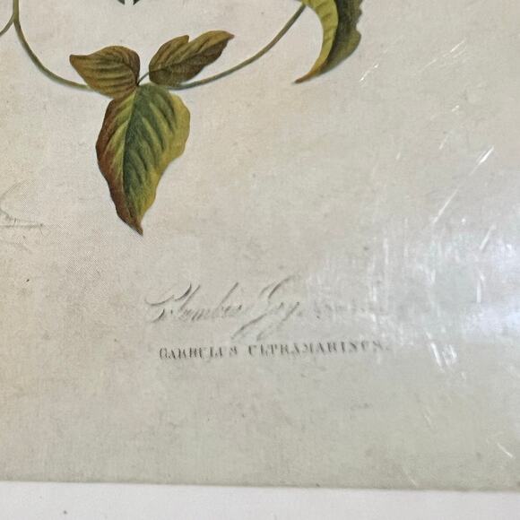 John James Audubon 1785-1851 Columbia Jay From The Birds of America Plate 96 - Picture 5 of 11